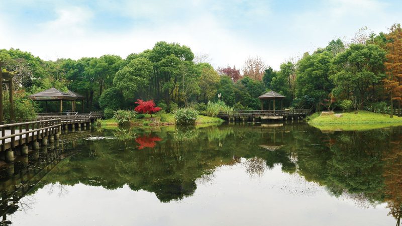 商场绿植租摆：从选品到维护的完整流程**