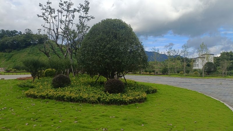 山地苗木裸根种植的五大关键技巧