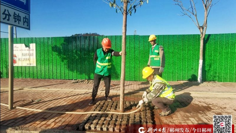 小区绿化树苗，春季种植最佳时机**